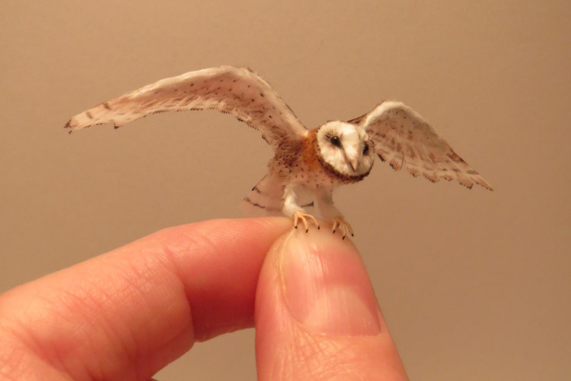 tiny Barn Owl