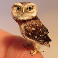 Amazing miniature owls