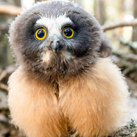 Gorgeous baby owls
